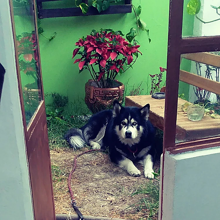 El perro de la casa echado en el patio de muro verde, junto a una maceta de cobre con nochebuenas.